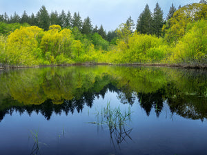 Spring Reflections, Mukai Pond #4