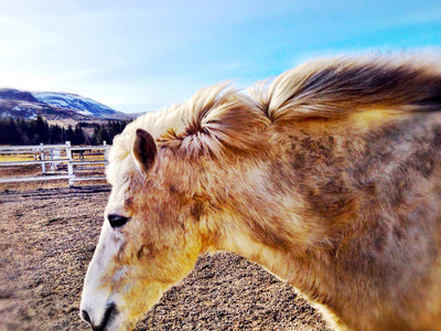 Love Carries You Home to the Sky