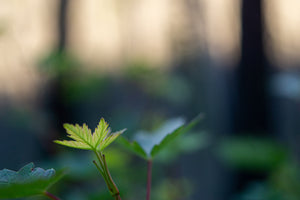 Beginnings