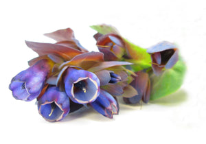 Blue Trumpets