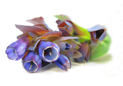 Blue Trumpets