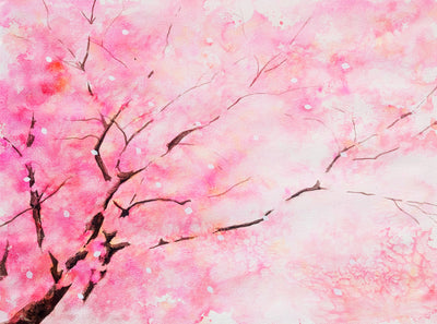 Cherry Blossoms, No.2