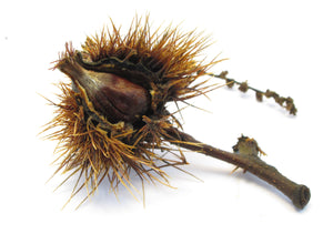 Chinese Chestnut