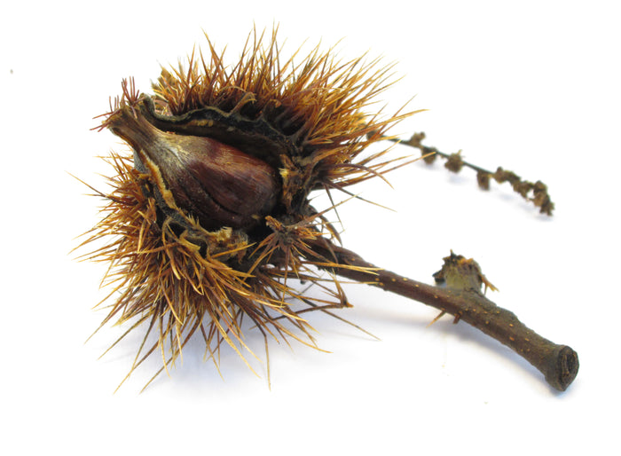 Chinese Chestnut