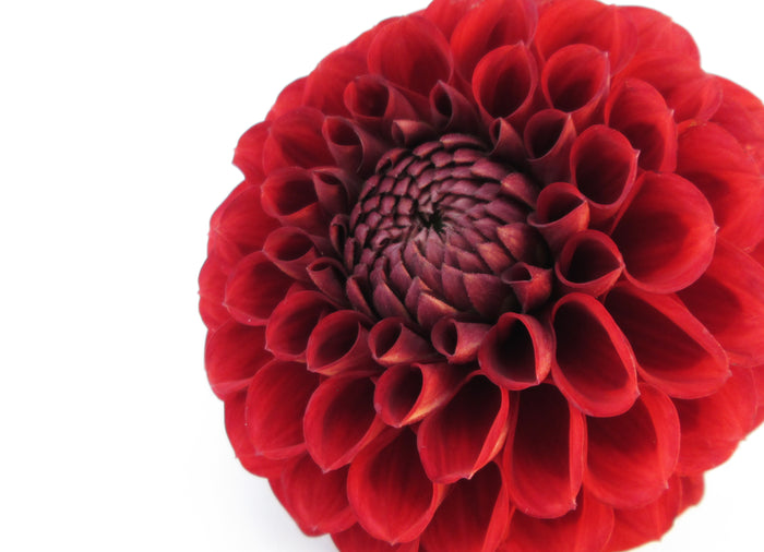 Red Dahlia