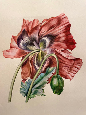 Red Poppy