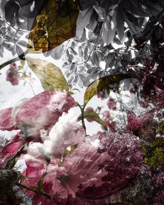 Blossoms on blossoms