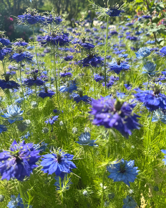 Love in a Mist Dream Garden