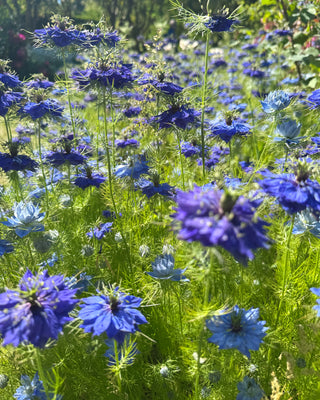 Love in a Mist Dream Garden