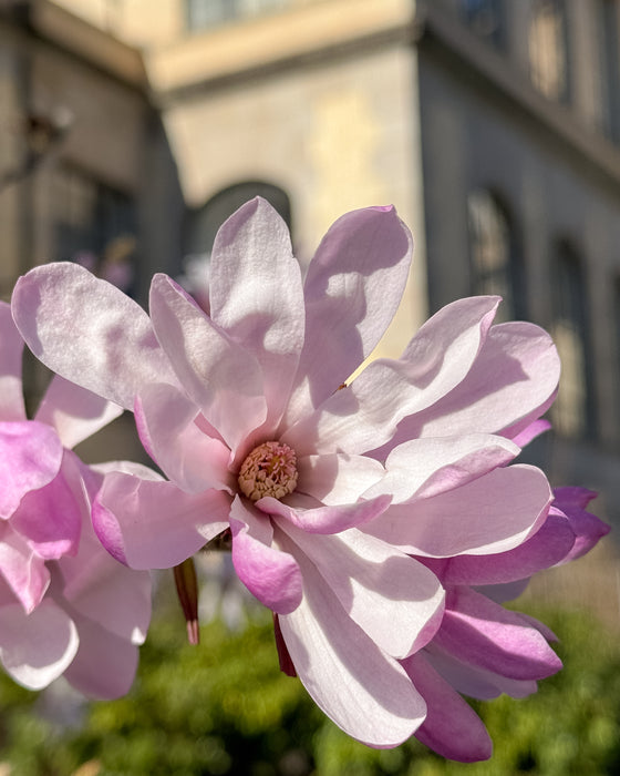 Magnolia Blossoms at UW