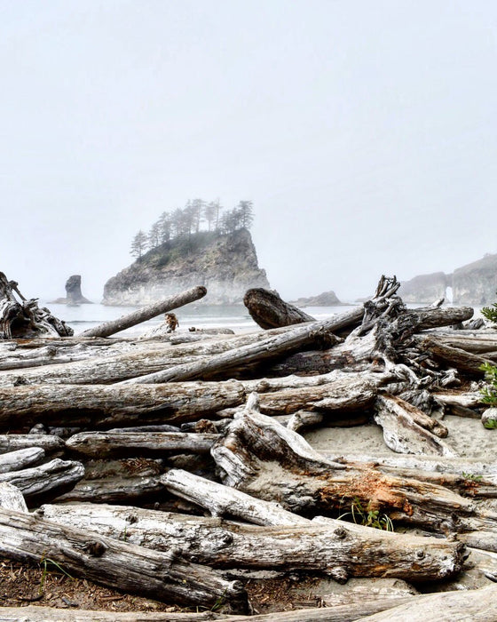 Endless Coastal Driftwood