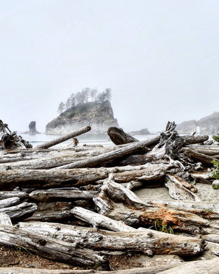 Endless Coastal Driftwood