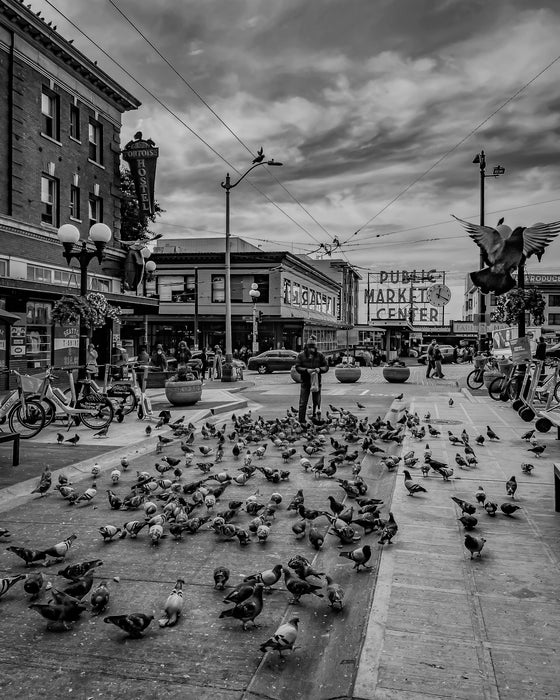 Market Pigeons