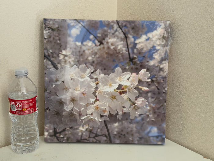 Spring Light on Cherry Blossoms