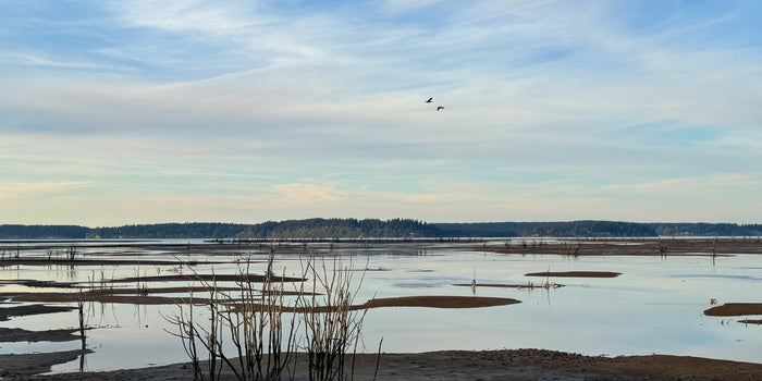 Bird Couple over Wetland reflection