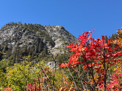 Red leaf meadow in Maple Pass