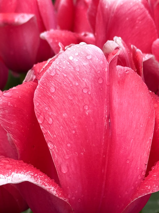 Red Tulips after rain