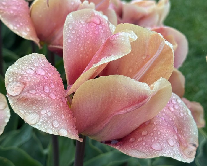 Bicolor Tulip After Rain