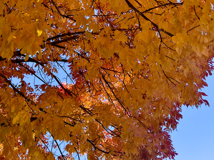 Amber Autumn Canopy