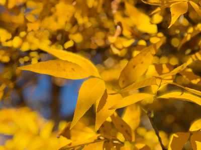 Golden Fall Leaves