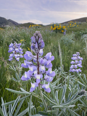 Wild Lupine at Sunset Meadow