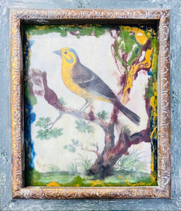 Yellow Framed Bird