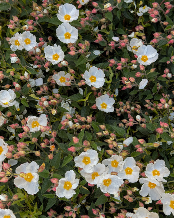 Wild Rose No.2 – Scattered White Blooms