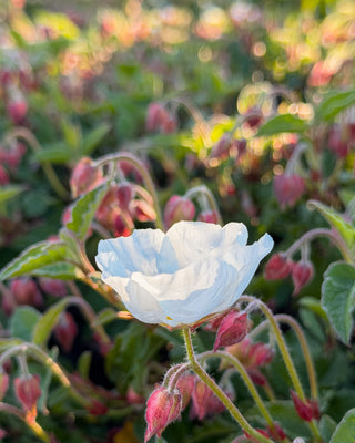 Wild Rose No.1 – White Wild Rose in Sunset Light