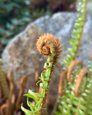Unfurling Fern