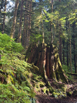Ancient Mossy Forest Stump in Soft Light