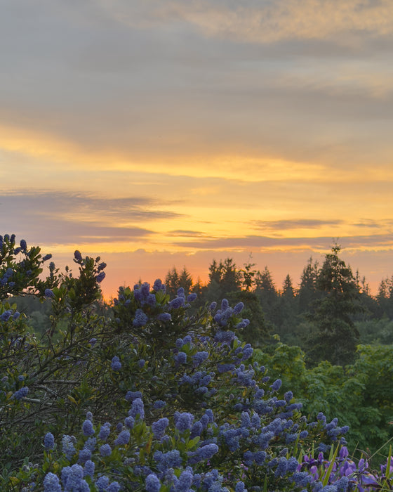 Purple Blooms at Sunset