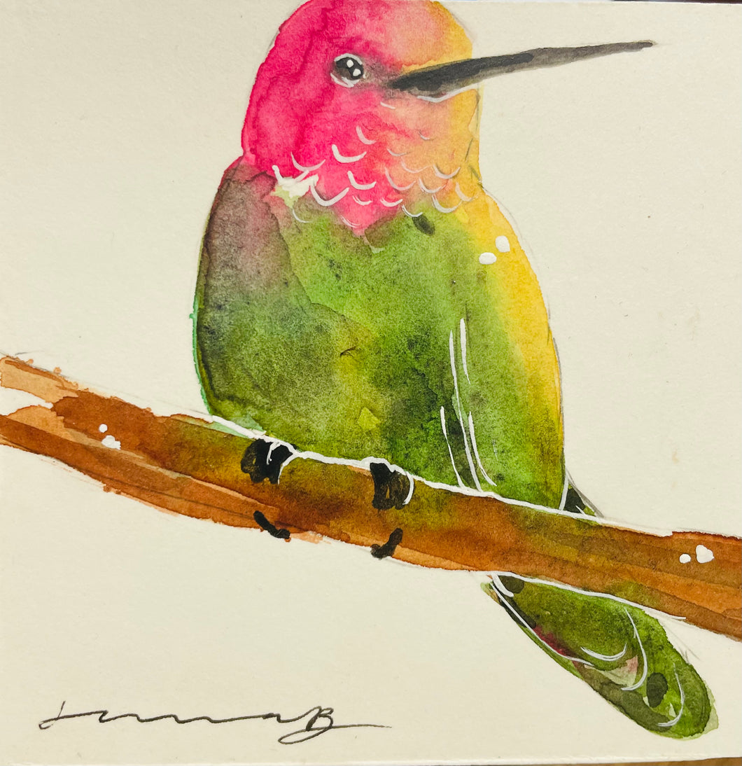Washington Hummingbird