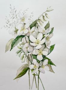 Wild White Flowers