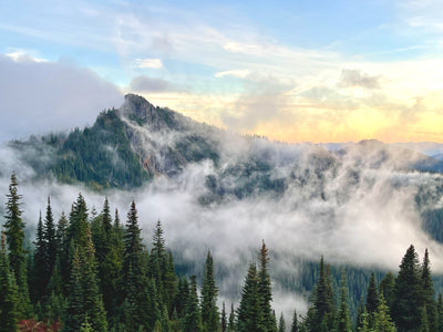 Hide in the Mist