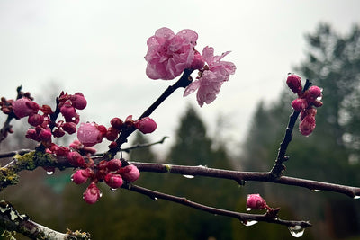 Plum blossoms ob a Branch in the Rain