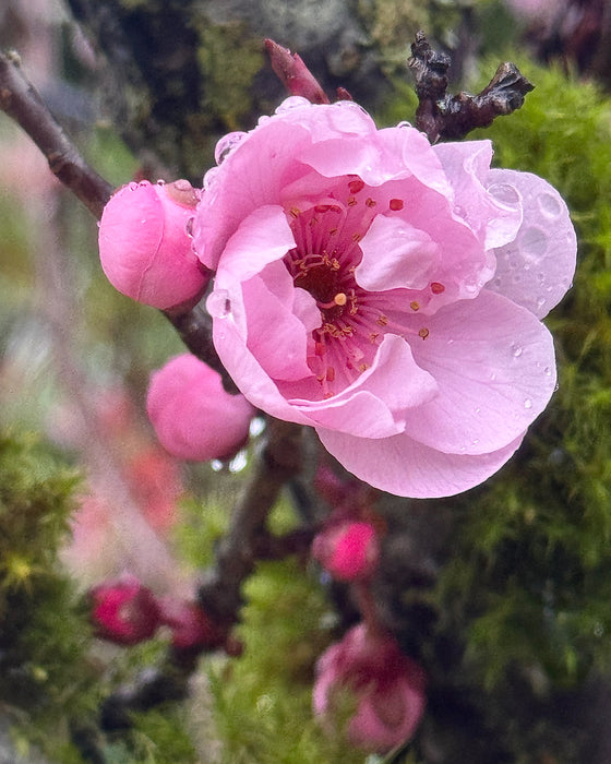 Spring Bud with Raindrops