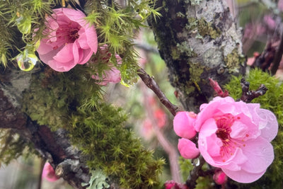 Two Plum Blossoms with Moss