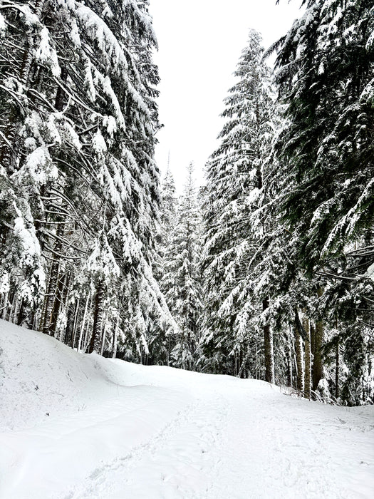 Snow Covered Forest Trail in Winter