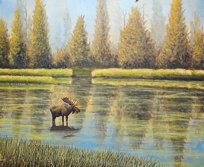 Moose Grazing