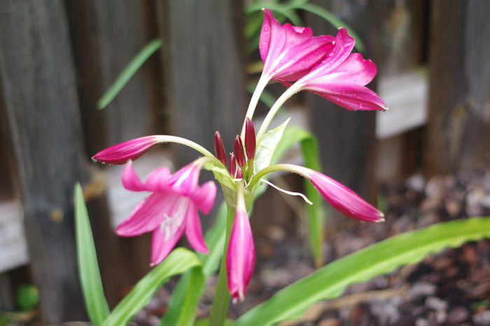 A Fuchsia Lilly