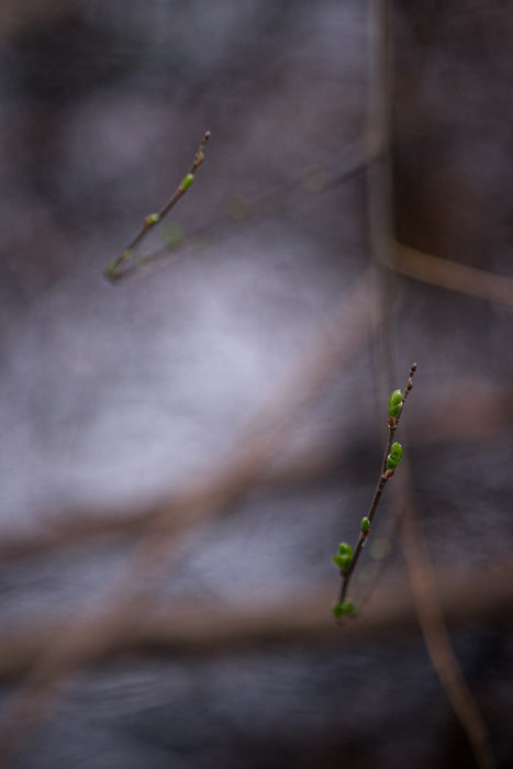 Quiet Beauty