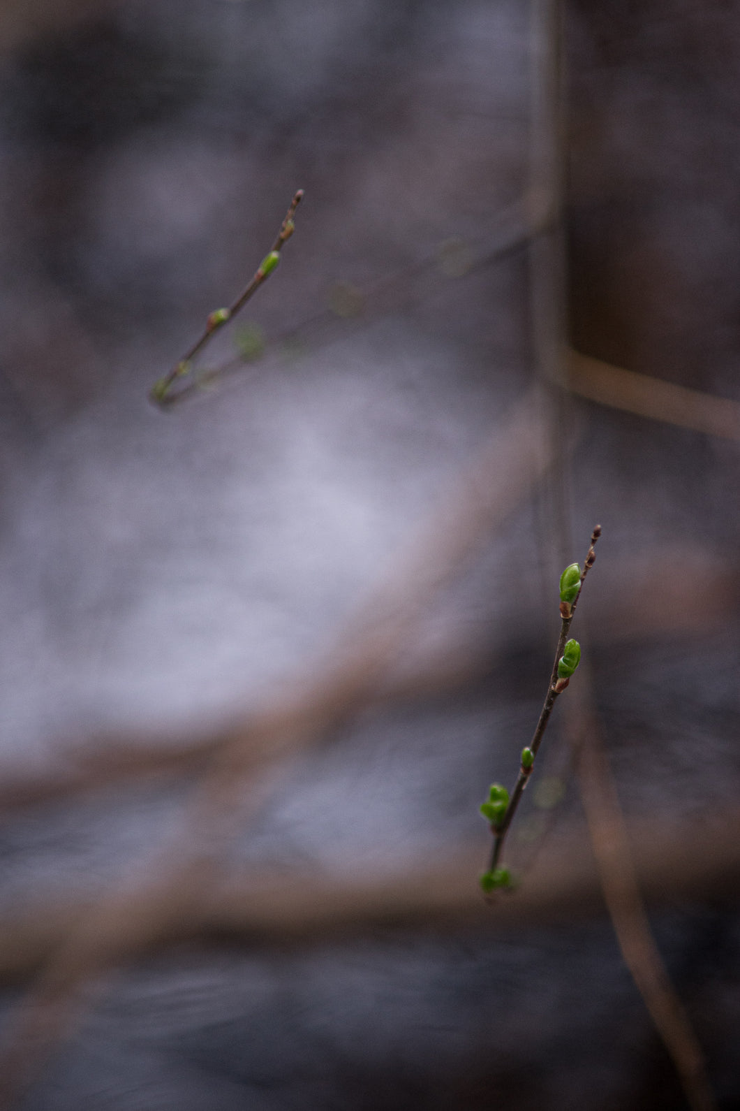 Quiet Beauty