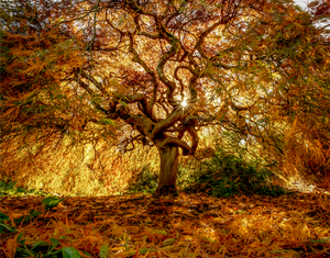 Japanese Maple