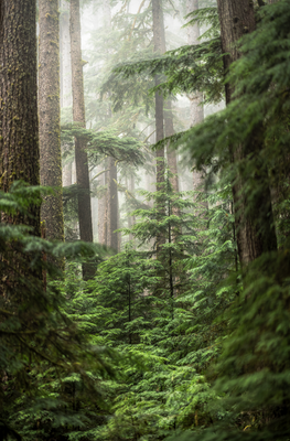 Foggy Forest