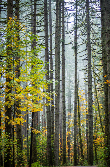 PNW Forest