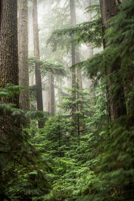 Foggy Forest