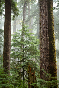 Foggy Forest II