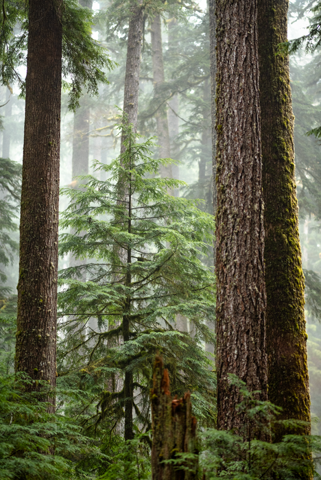 Foggy Forest II