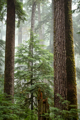 Foggy Forest II