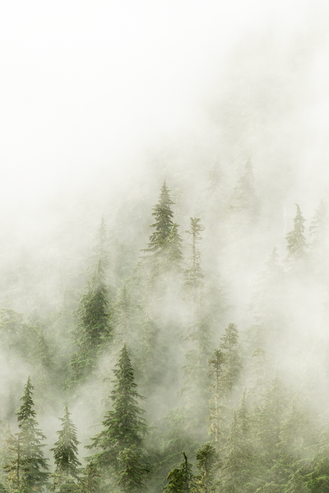 Trees in Fog